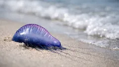 Portugalilainen laiva rannalla: näin tunnistat vaarallisen “purjeen” ja vältät piston