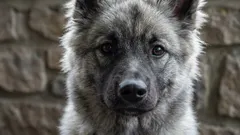 Myyttien murtaminen: 9 koiriin liittyvää myyttiä, joihin on aika lakata uskomasta