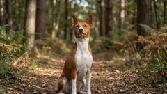 Hiljaiset yksilöt: 10 hiljaisinta koirarotua, jotka eivät aja naapureitasi hulluksi haukkumisellaan