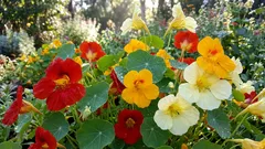 7 hyödyllistä vinkkiä terveempiin kasveihin parvekkeella ja puutarhassa