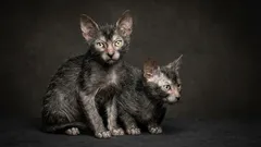 Harvinaiset kissarodut: 5 uskomatonta rotua, joista et todennäköisesti ole koskaan kuullut