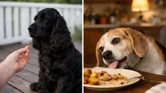 Koirasi ei 'kunnioita' sinua – ja se on täysin normaalia! Koirankouluttajat kertovat, miksi