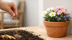 Näin hyödynnät banaaninkuoret puutarhassa ilman hajuja tai ötököitä