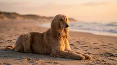 8 vaativaa koirarotua: kalliita niin rahassa kuin hermoissakin