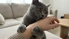 Siksi kissa puree, kun silität sitä – merkit, jotka jäävät sinulta huomaamatta